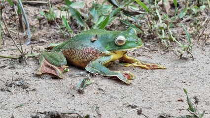 Vibrant Green Frog on Sandy Ground