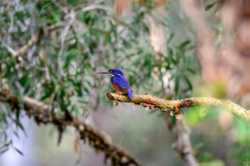 Azure kingfisher, Ceyx azureus, colorful colourful Australian native river bird, blue feathers plumage, nature natural environment