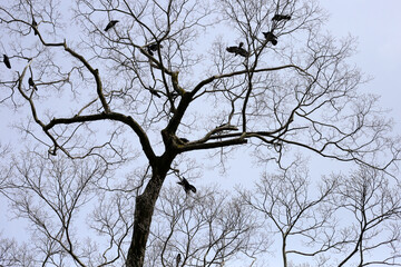 Fototapeta premium Japanese crows on tree in Yasaka shrine, Kyoto city, Japan