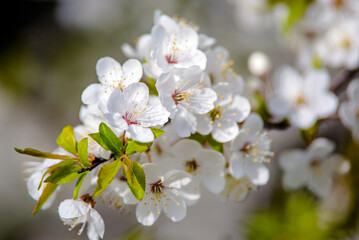 Cherry blossom branch in the garden in spring