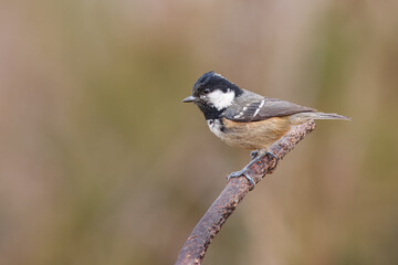 Obraz premium Chapim-carvoeiro com o nome cientifico de (Periparus ater). Pequena ave cabeça preta e branca pousado num ramo.