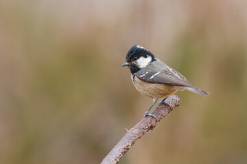 Chapim-carvoeiro com o nome cientifico de  (Periparus ater).  Pequena ave cabe&ccedil;a preta e branca pousado num ramo.