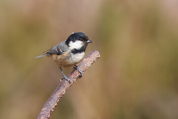 Chapim-carvoeiro com o nome cientifico de  (Periparus ater).  Pequena ave cabe&ccedil;a preta e branca pousado num ramo.