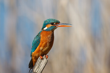 Obraz premium Guarda-rios com o nome cientifico de (Alcedo atthis). Pequena ave aquatica de tons azul e laranja, é um excelente pescador.