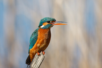 Guarda-rios com o nome cientifico de  (Alcedo atthis).  Pequena ave aquatica de tons azul e laranja, &eacute; um excelente pescador.
