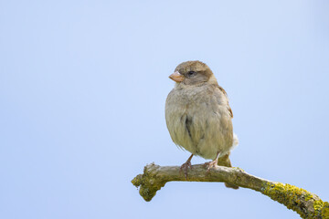 A female House Sparrow sitting on a twig