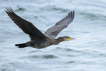 A Great Cormorant flying over the sea