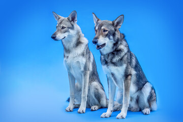 Wolf dog hybrids on blue studio background