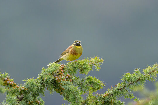 A Cirl Bunting sitting on a green bush