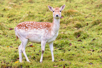 Female fallow deer standing and looking on a grass meadow