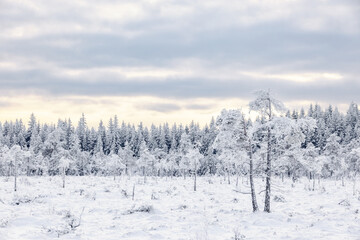 Obraz premium Beautiful frozen winter landscape with frosty pine trees on a bog by a forest