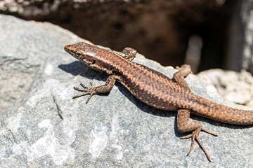 Naklejka premium Sunbathing Lizard on the island of Madeira