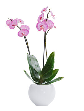 3d render of isolated pink orchid in pot for indoor interior decoration on transparent background png format