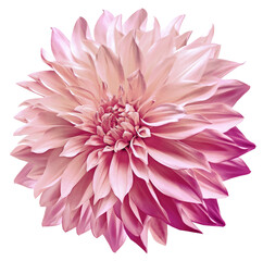 Dahlia. Flower on  a white  isolated background with clipping path.  For design.  Closeup.  Nature.