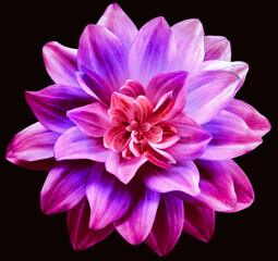 Fototapeta premium dahlia flower. Flower isolated on the black background. Close-up. Nature.
