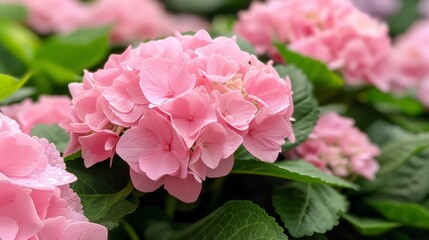 Obraz premium A lush array of pink hydrangea flowers in full bloom, surrounded by rich green leaves.