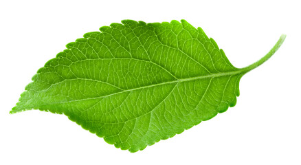 Fototapeta premium apple leaf isolated on white background. clipping path