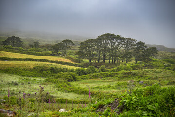 Landschaft in Irland auf der Halbinsel Sheep`s Head