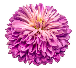 Purple  flower chrysanthemum . Flower isolated on a white background. Close-up. Nature.