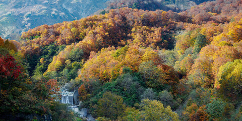 Forest in Japan during autumn season