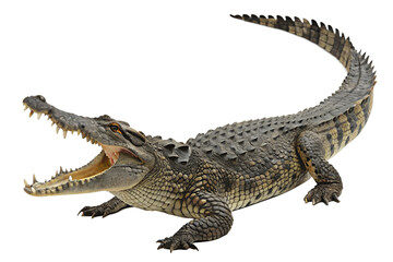 Fototapeta premium Close Up Crocodile. PNG.
