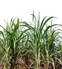 Obraz premium Sugarcane on transparent background with clipping path, suitable for print and web pages.