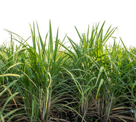 Fototapeta premium Sugarcane on transparent background with clipping path, suitable for print and web pages.