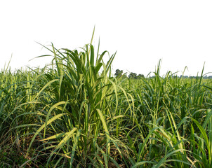 Obraz premium Sugarcane on transparent background with clipping path, suitable for print and web pages.