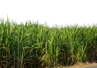 Sugarcane on transparent background with clipping path, suitable for print and web pages..