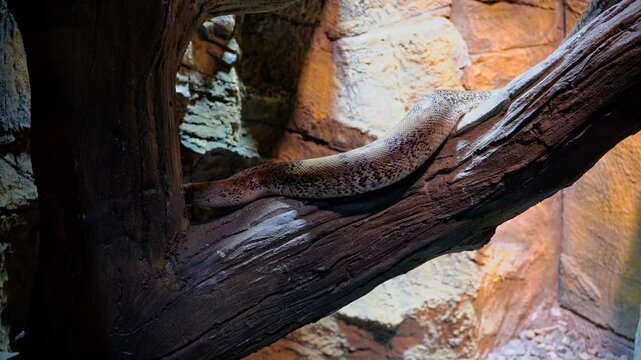 Big brown snake on the tree moving forward.