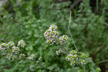 white oregano flower in the garden