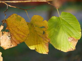 Foglie d'autunno