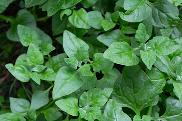 organic cultivation of creeping spinach