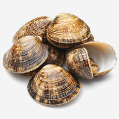 Fresh and Natural Sea Clams Piled Together on a Light Background with Intricate Shell Patterns and Textures, Perfect for Culinary Decor and Seafood Themes
