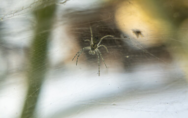 Silent Weaver: A Macro Photography Capture of a Spider on Its Nest