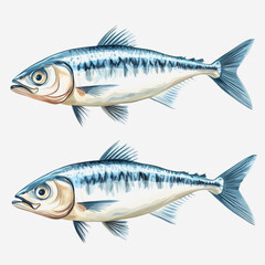 Obraz premium Detailed Illustration of Two Colorful Mackerel Fish in a Realistic Style, Perfect for Educational Purposes or Food-related Themes Featuring a Clean Background