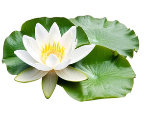 a white flower with green leaves