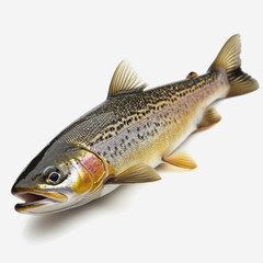 Obraz premium Captivating Close-Up of a Freshwater Rainbow Trout with Stunning Colors and Detailed Texture, Perfect for Culinary, Nature, or Aquatic Themes in Stock Photography