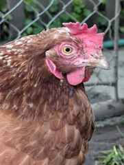 red hen head from small farm
