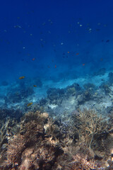 Obraz premium marine life in the Red Sea Egypt, hurghada