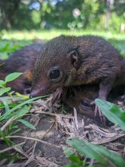 baby squirrel in the zoo