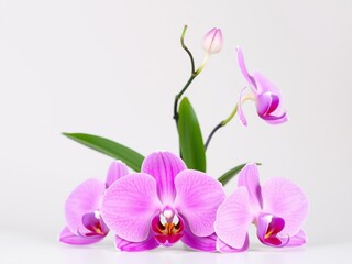 Obraz premium Beautiful pink orchid with delicate petals and elegant shape in a simple floral arrangement, single stem, delicate flowers