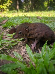 Squirrel cub in the grass 