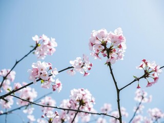 Obraz premium Cherry Blossom Branches Against Blue Sky, tree flowers in bloom, cherry blossom branches