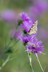 Papillon en train de butiner des fleurs de chardon
