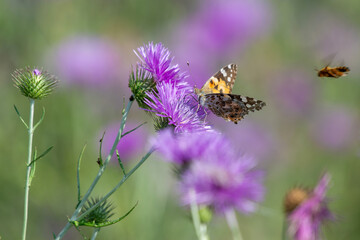 Obraz premium Papillon en train de butiner des fleurs de chardon