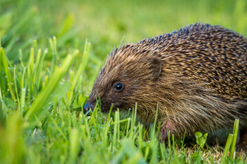 Hedgehog foraging for food in green grass