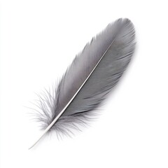 Elegant Grey Feather Macro Shot on White Background