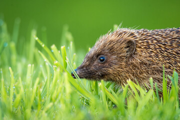 Hedgehog foraging for food in green grass