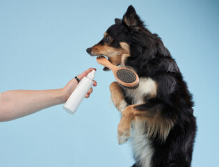 A Border Collie reaches up as someone offers a grooming spray bottle, with a blue background behind.